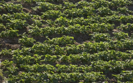 Growing Potatoes in the Low Alpujarra